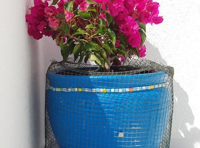Begonville Apartamento *